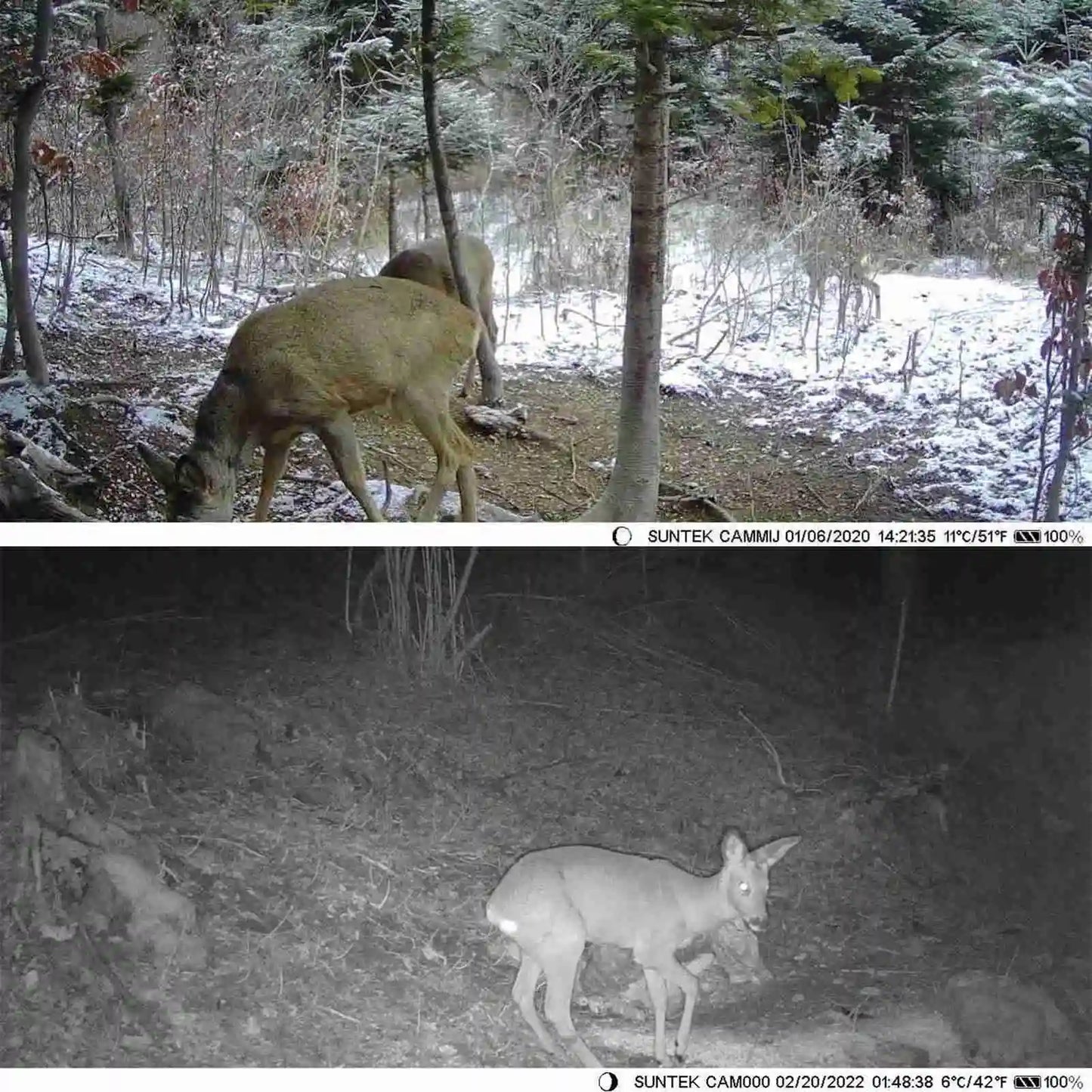 1080P Solar Powered Wildlife Trail Camera with Night Vision