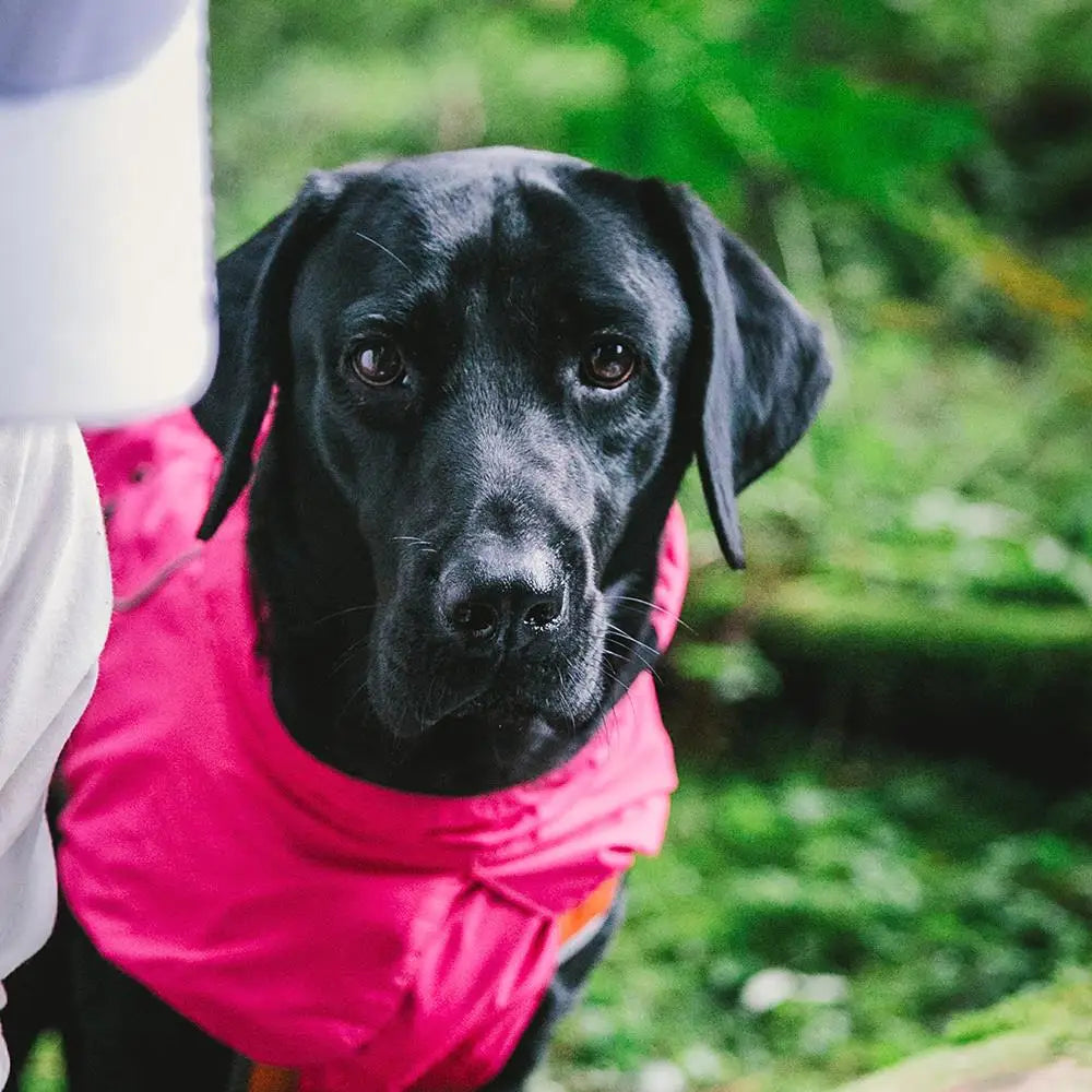 Waterproof Dog Coat, Warm Adjustable Dog Jacket