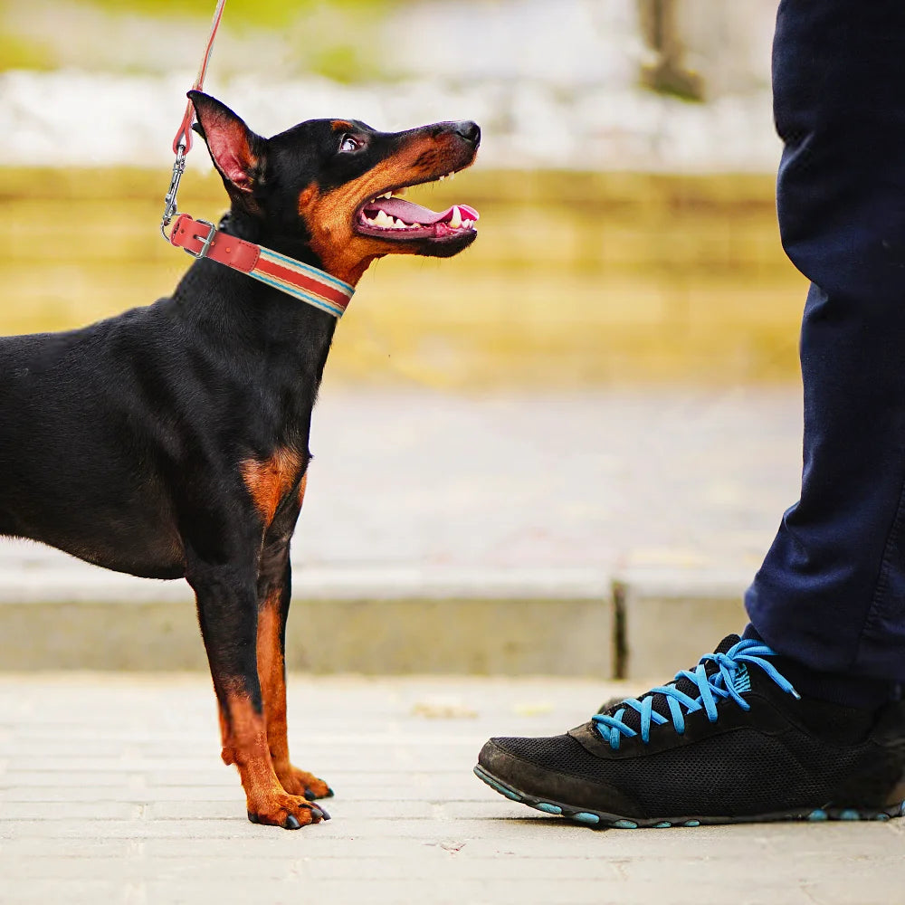 Adjustable Dog Collar and Leash Set for All Sizes