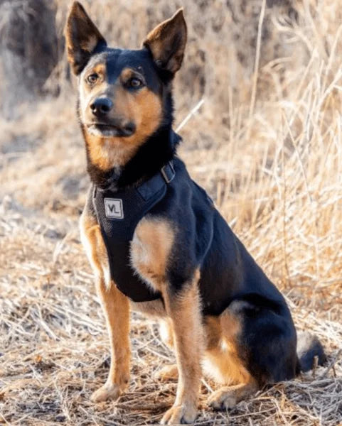 Reflective Mesh Adjustable Dog Harness Large Black