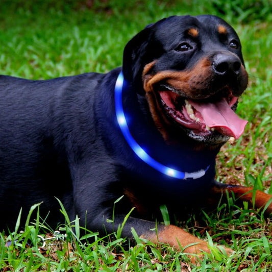 USB Rechargeable LED Dog Collar with 3 Light Modes